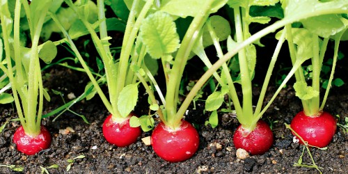 best radish companion plants radishes growing in the garden