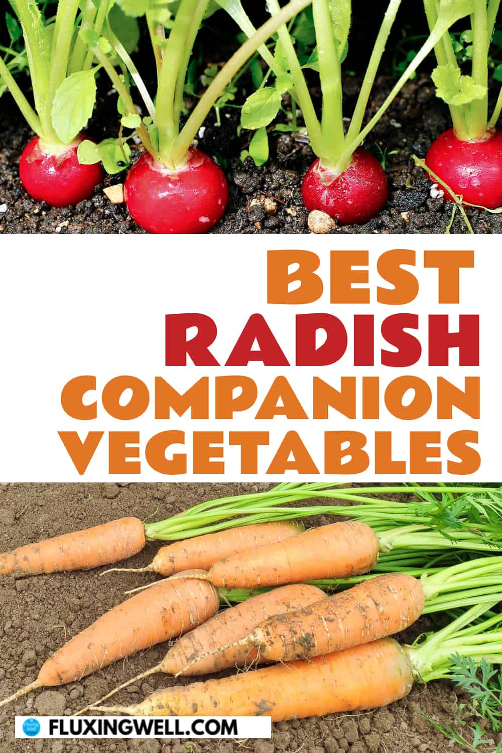 best radish companion vegetables