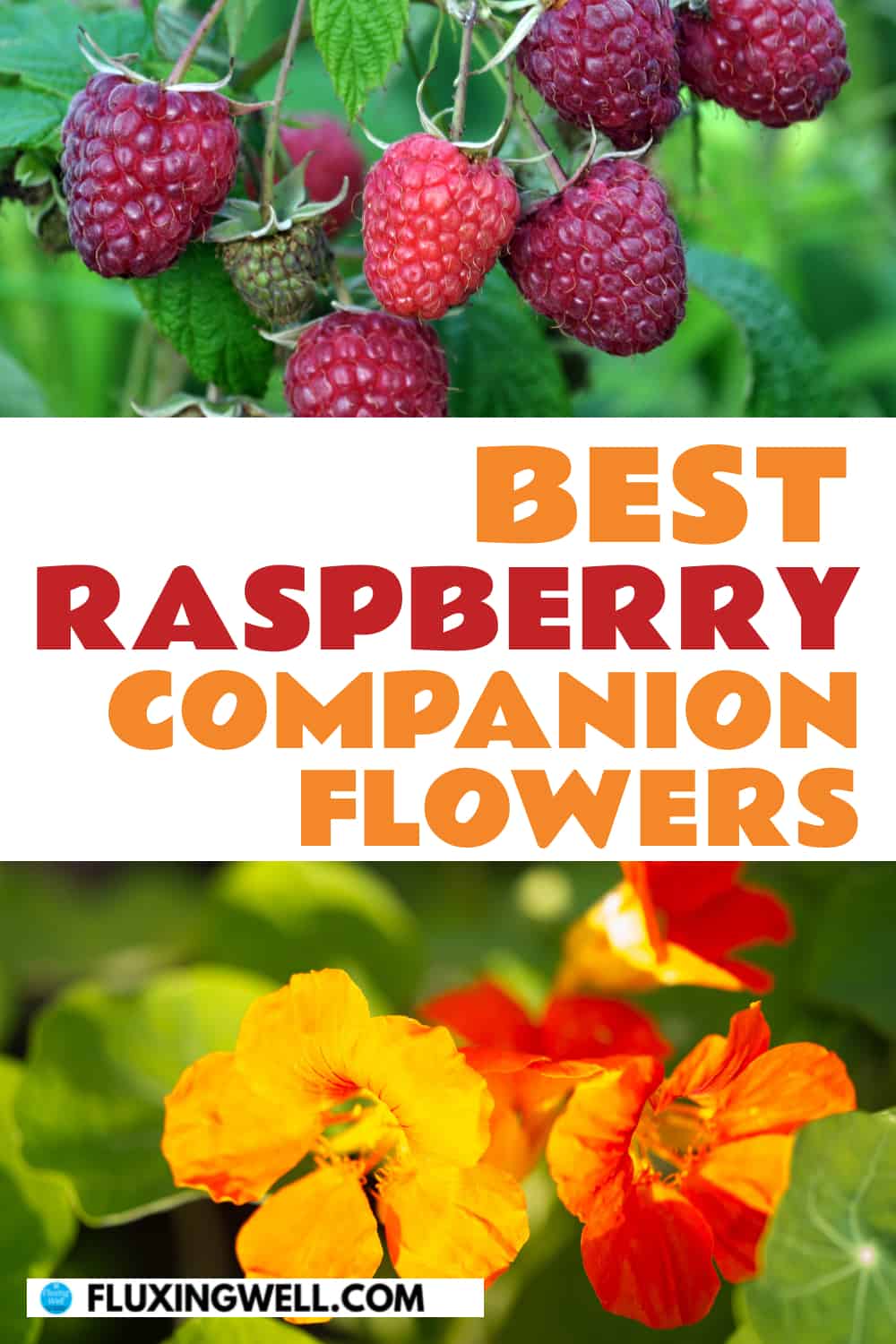 best raspberry companion flowers