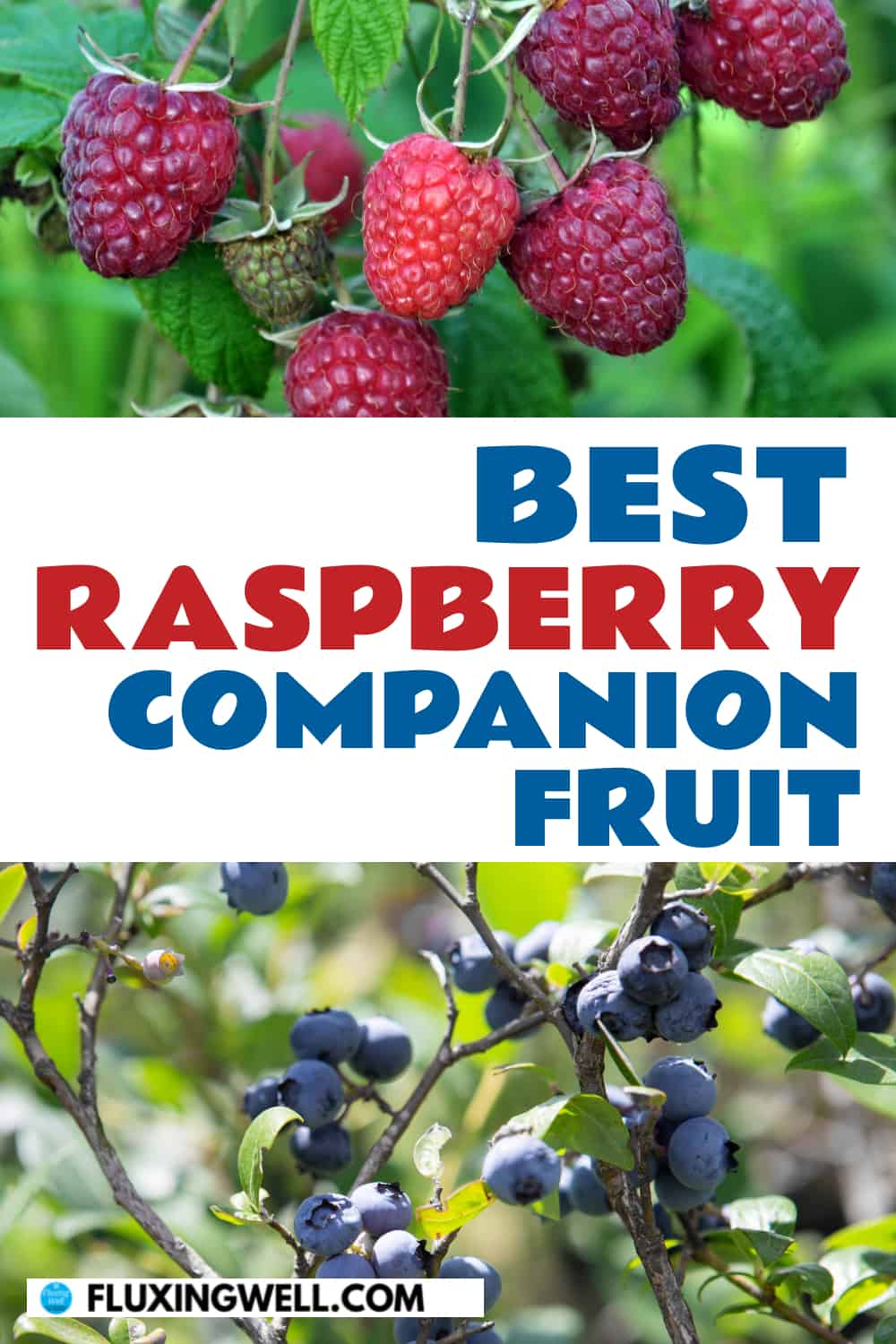 best raspberry companion fruit