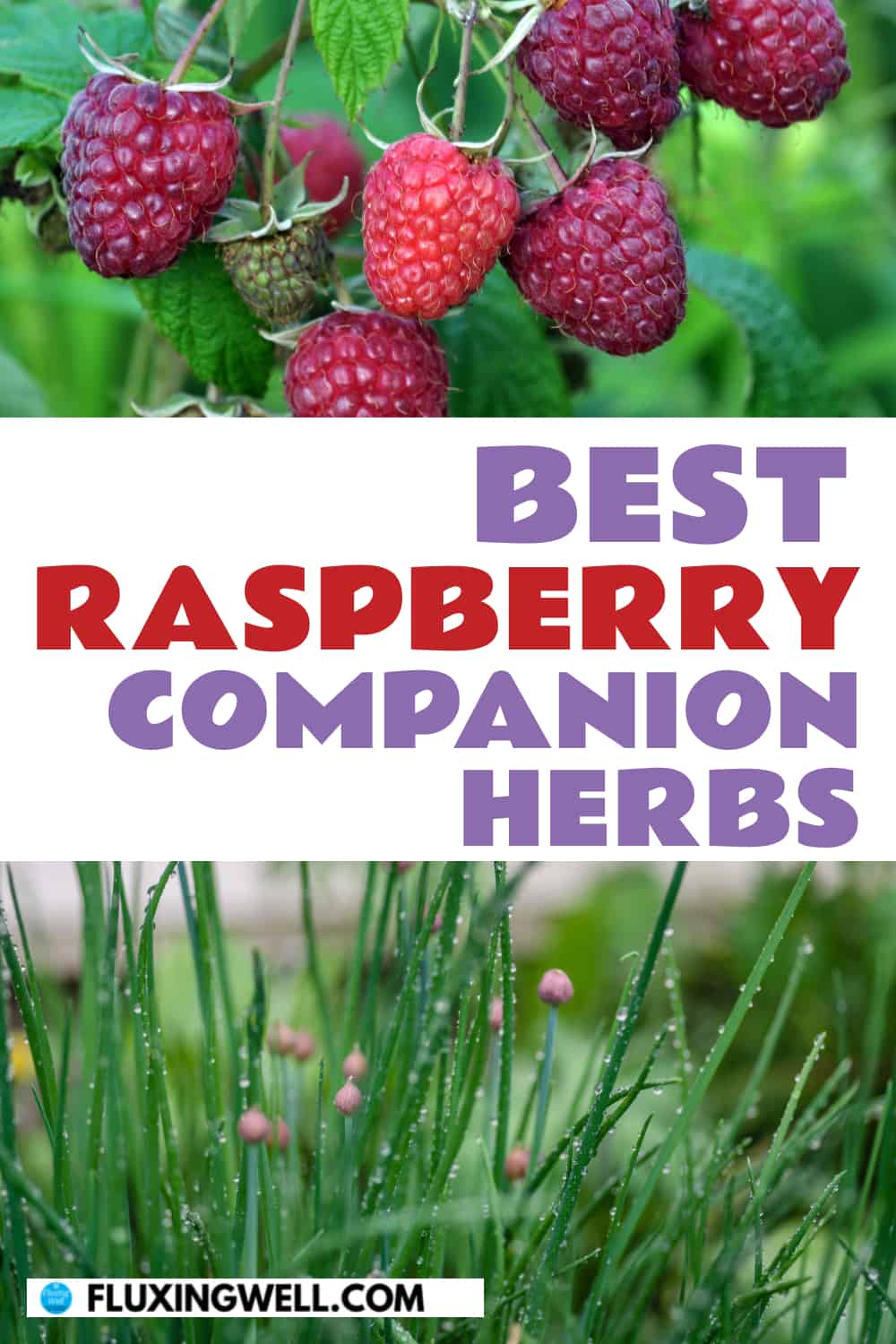 best raspberry companion herbs