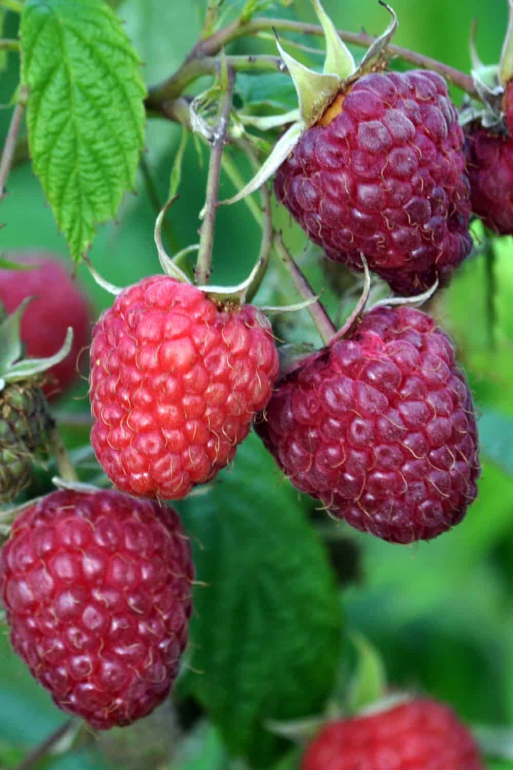 best raspberry companion plants growing raspberries