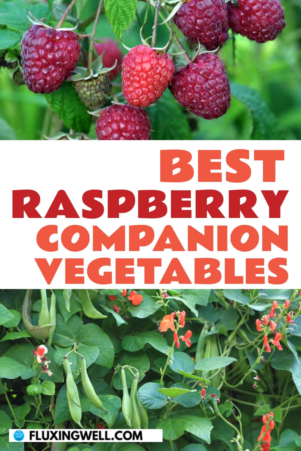 best raspberry companion vegetables