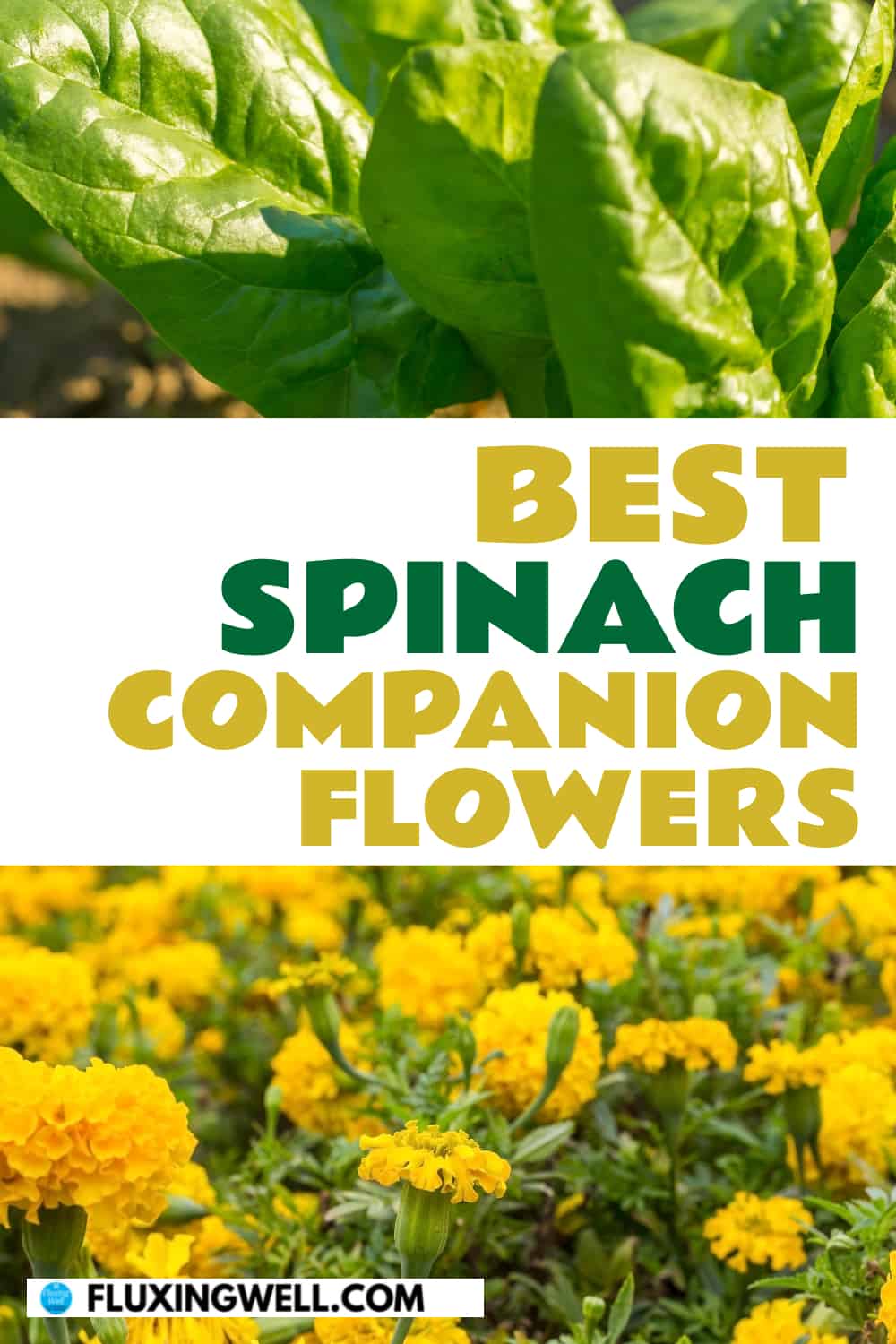 best spinach companion flowers
