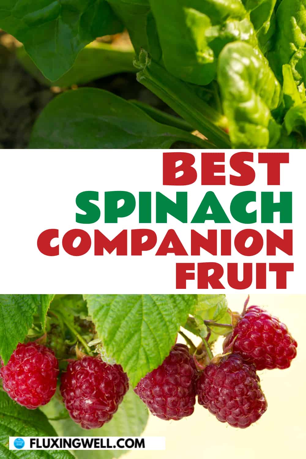 best spinach companion fruit