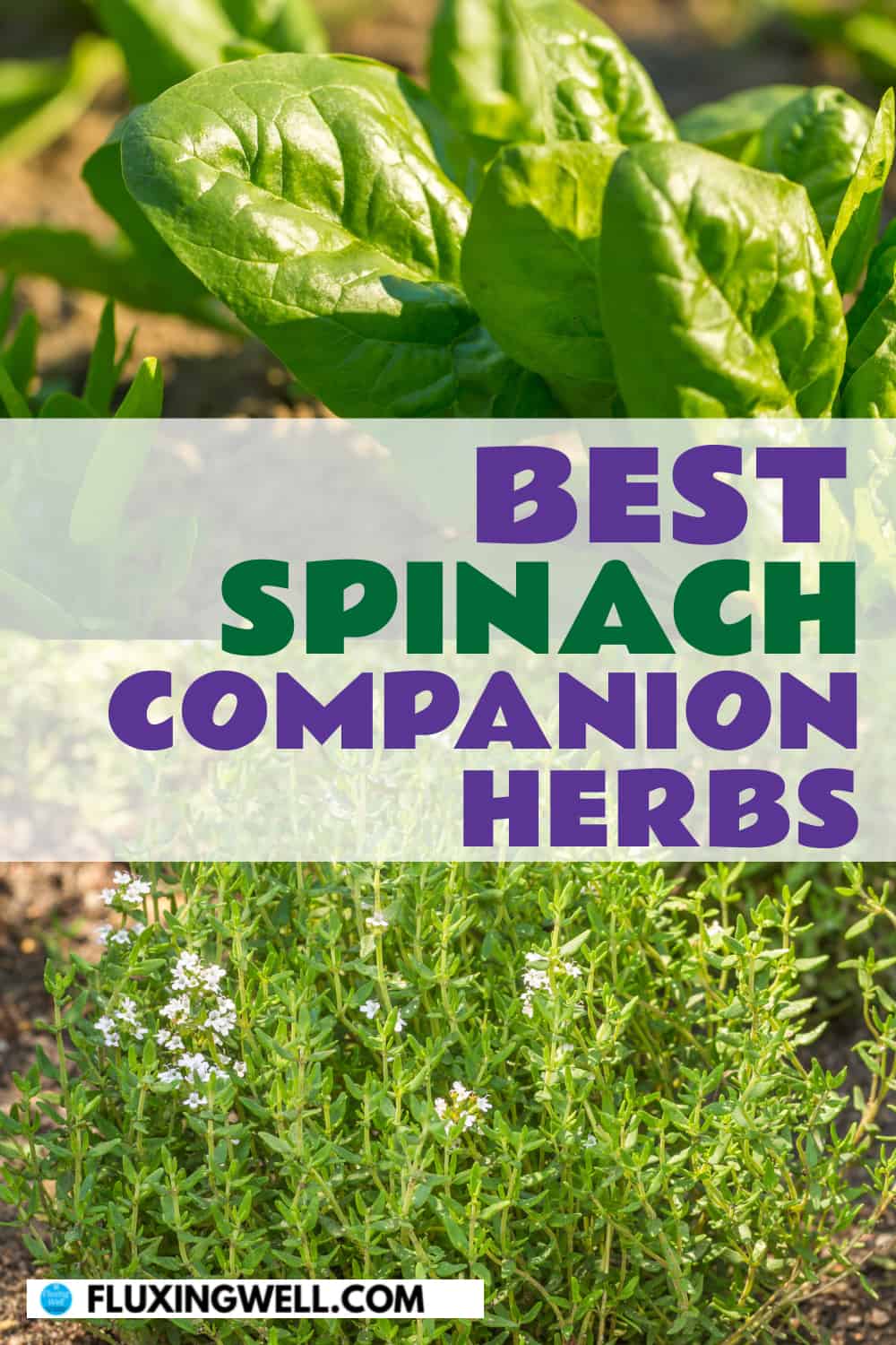 best spinach companion herbs