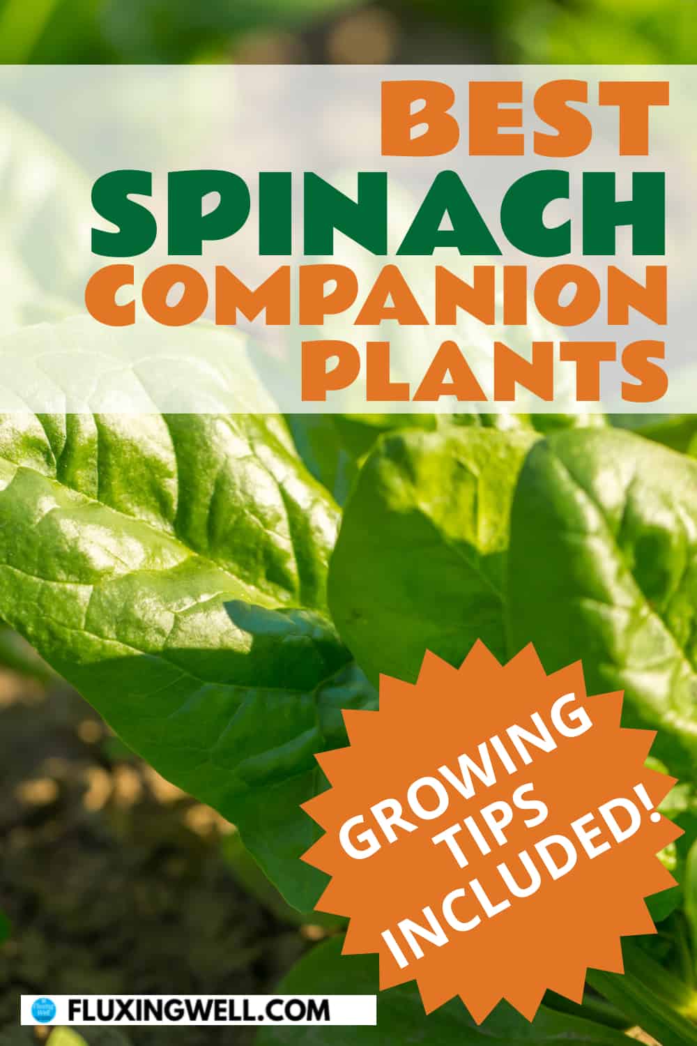 best spinach companion plants growing tips included