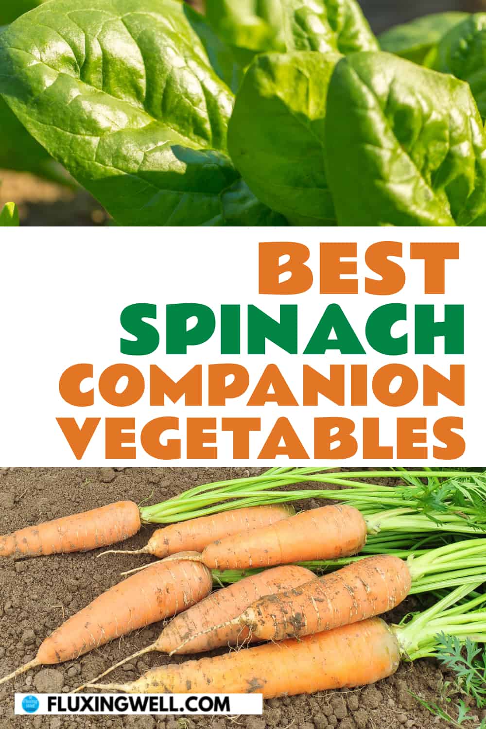 best spinach companion vegetables