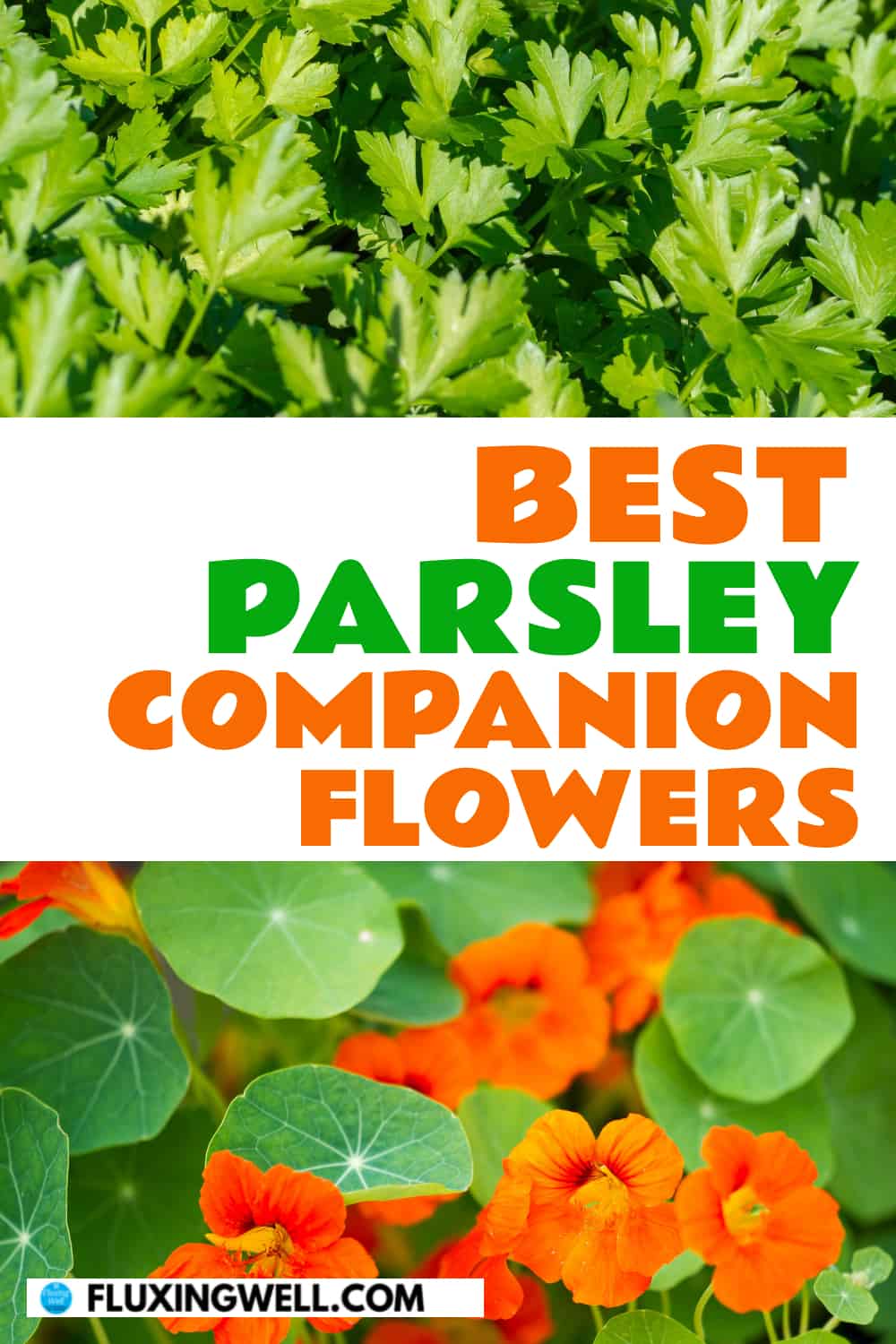parsley companion flowers