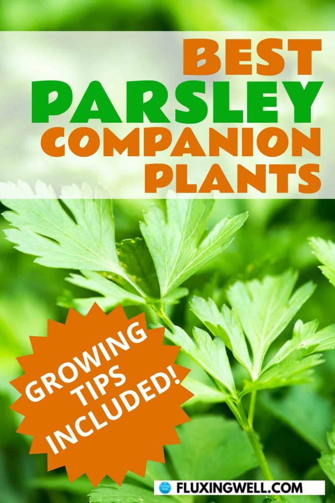 30 Parsley Companion Plants (and 8 to Avoid) - Fluxing Well