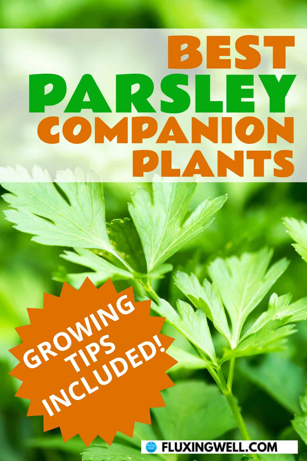 best parsley companion plants parsley growing