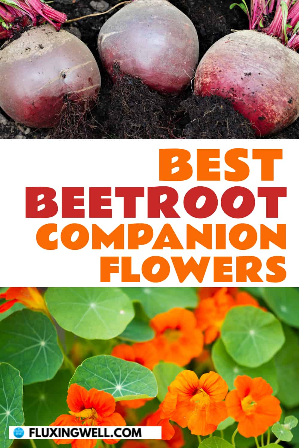 best beetroot companion flowers beets and nasturtiums