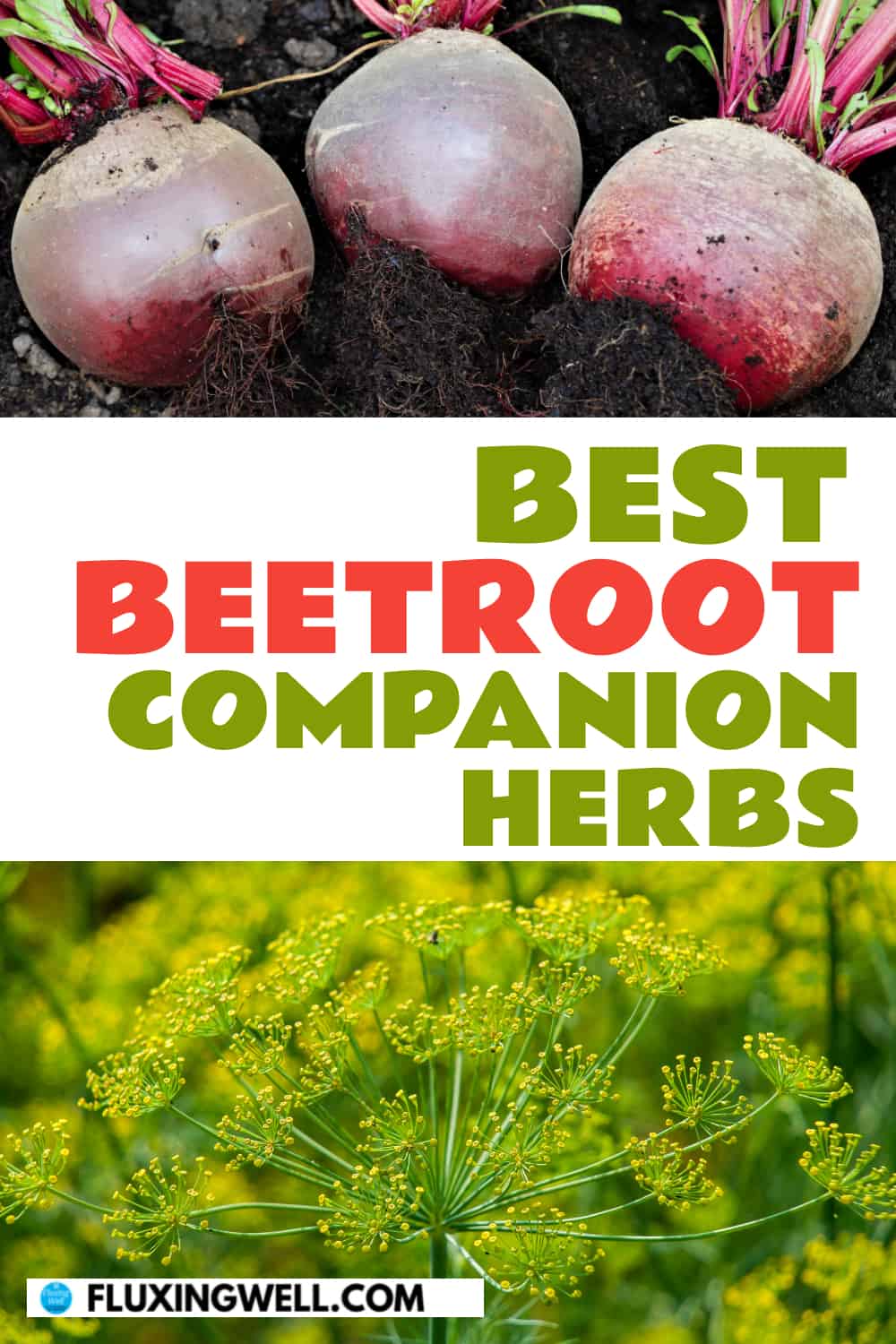 best beetroot companion herbs beets and dill