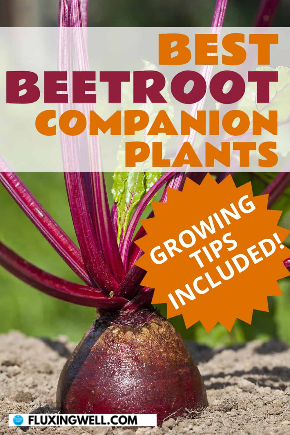 best beetroot companion plants growing tips included