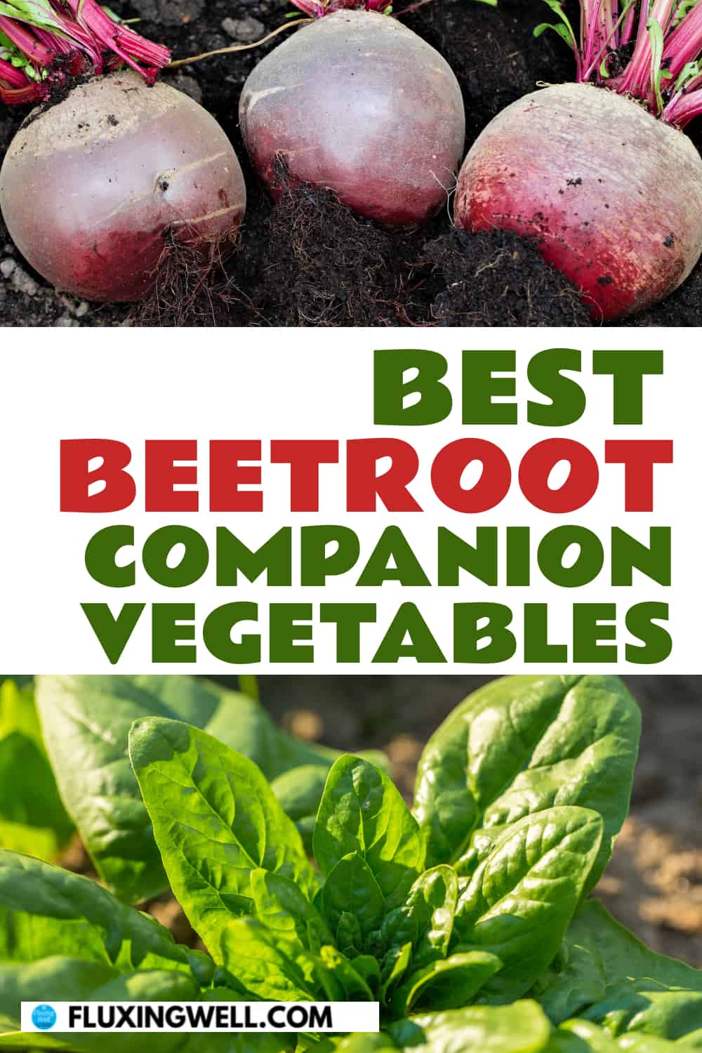 best beetroot companion vegetables beets and spinach