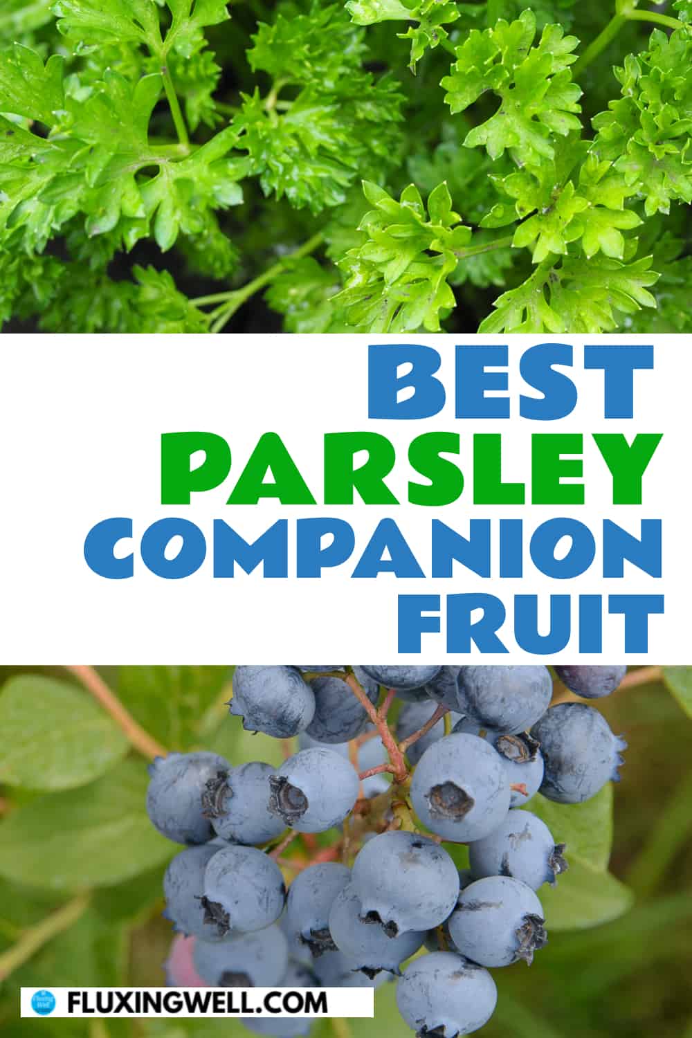 best parsley companion fruit parsley with blueberries