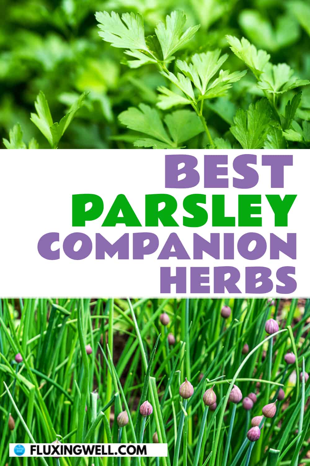 best parsley companion herbs parsley and chives