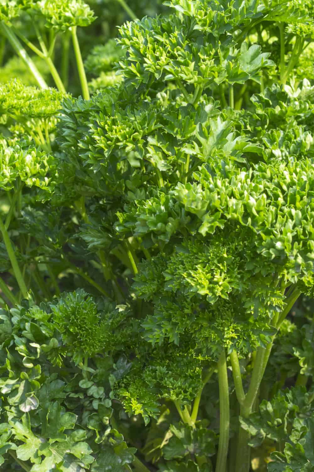 best parsley companion plants curly leaved parsley growing
