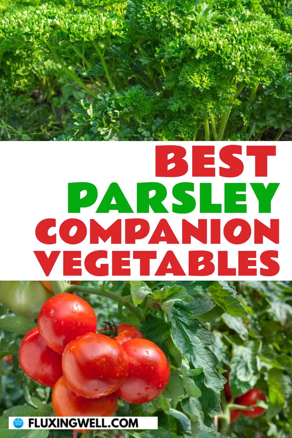 best parsley companion vegetables parsley and tomatoes