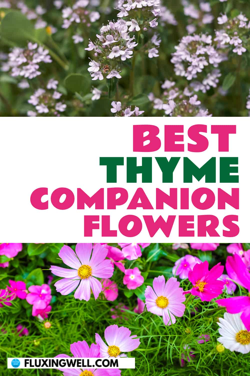 best thyme companion flowers