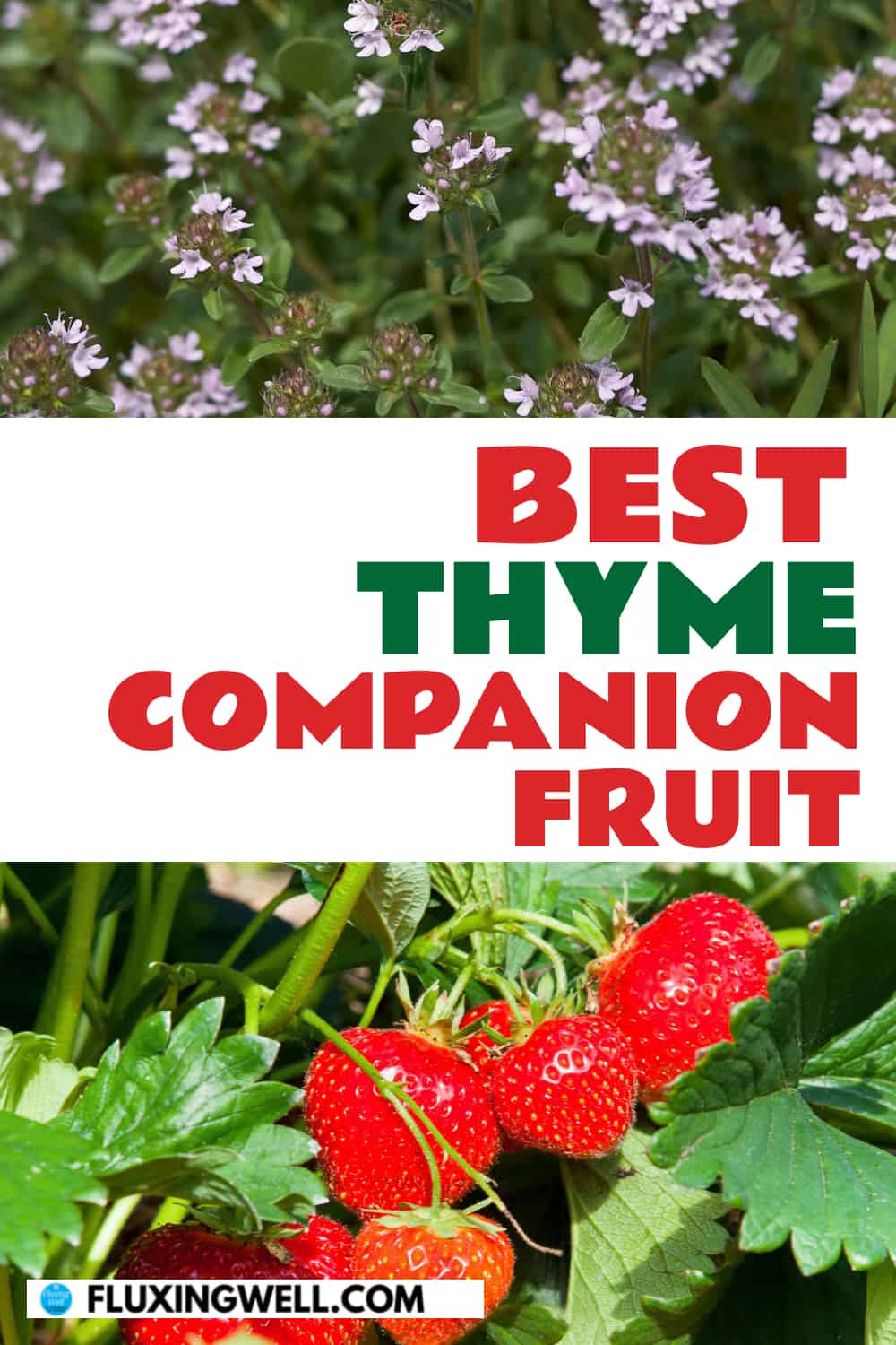 best thyme companion fruit