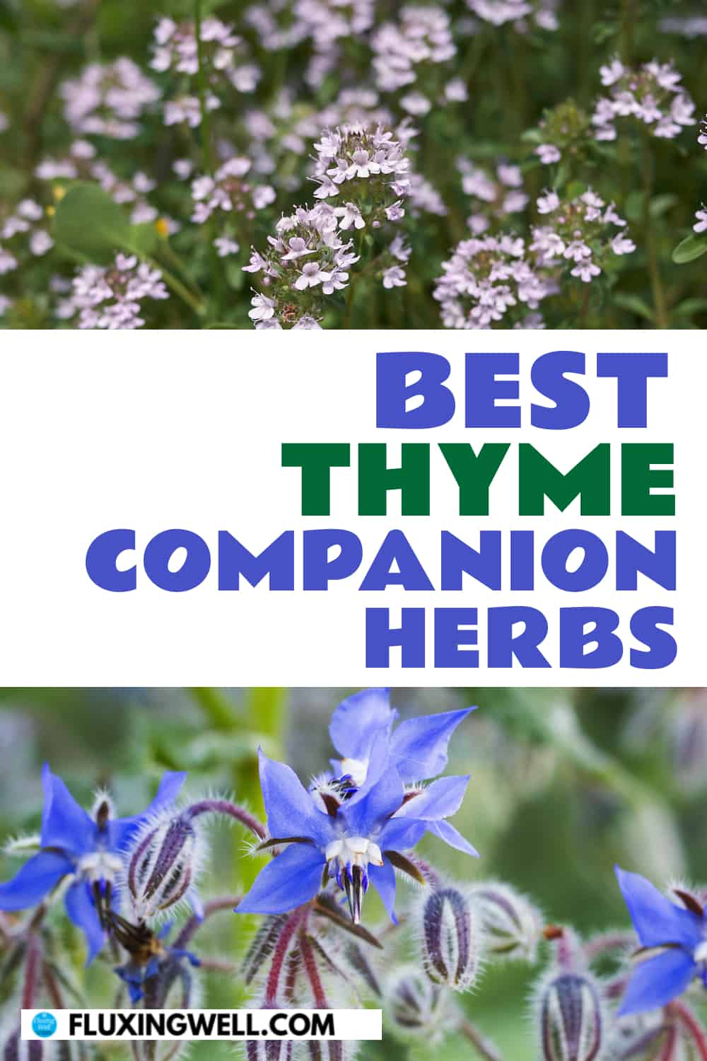 best thyme companion herbs