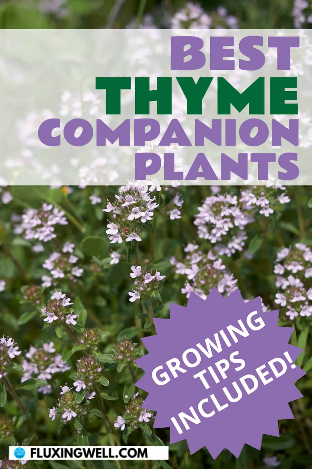 best thyme companion plants growing tips included