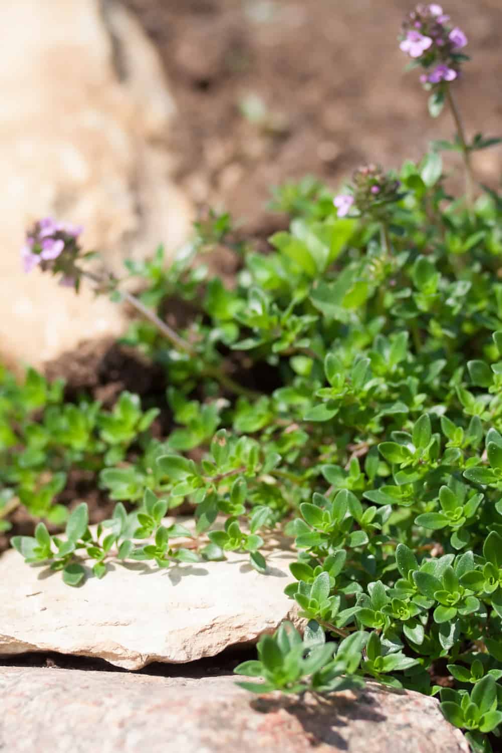 best thyme companion plants thyme growing between rocks