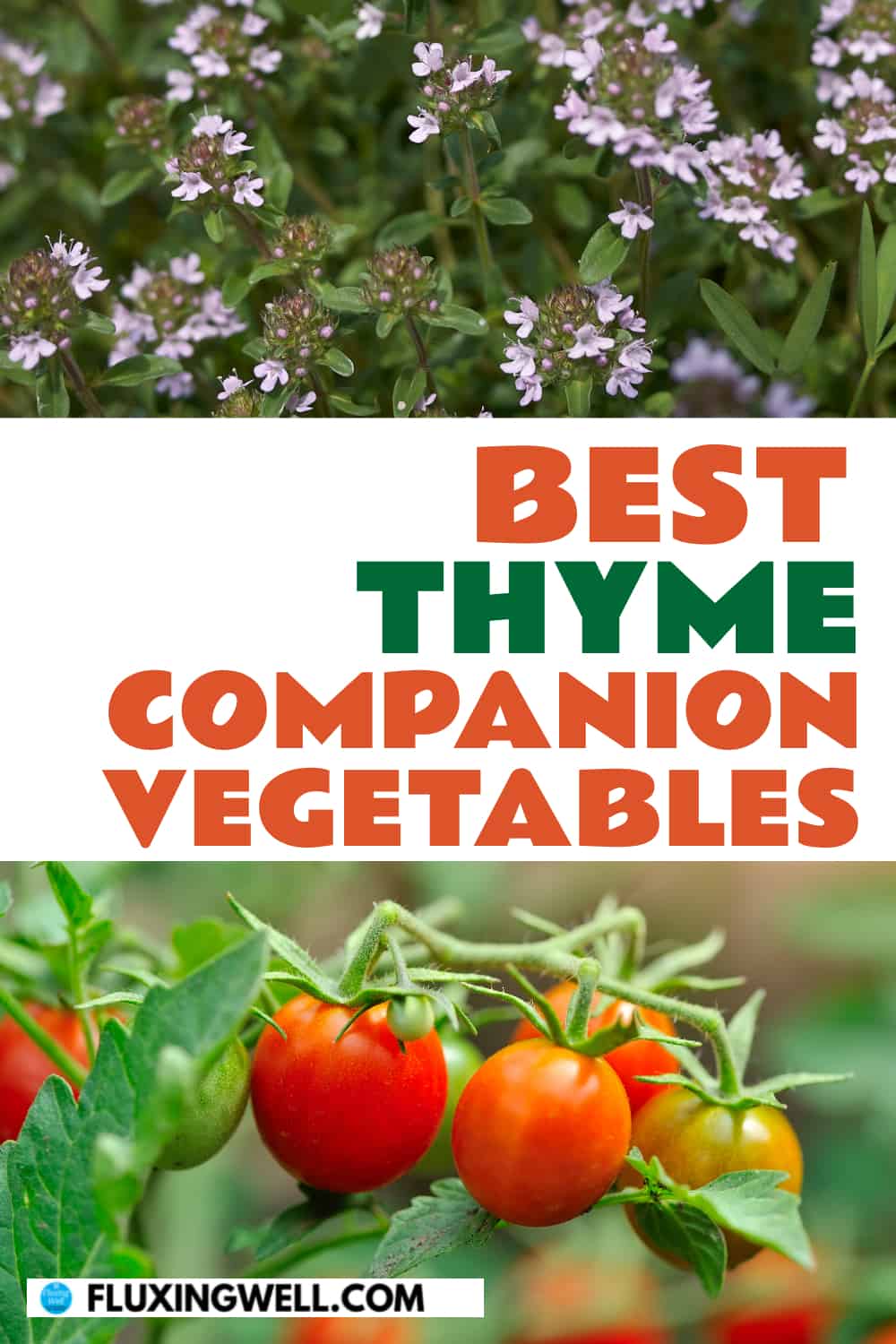 best thyme companion vegetables
