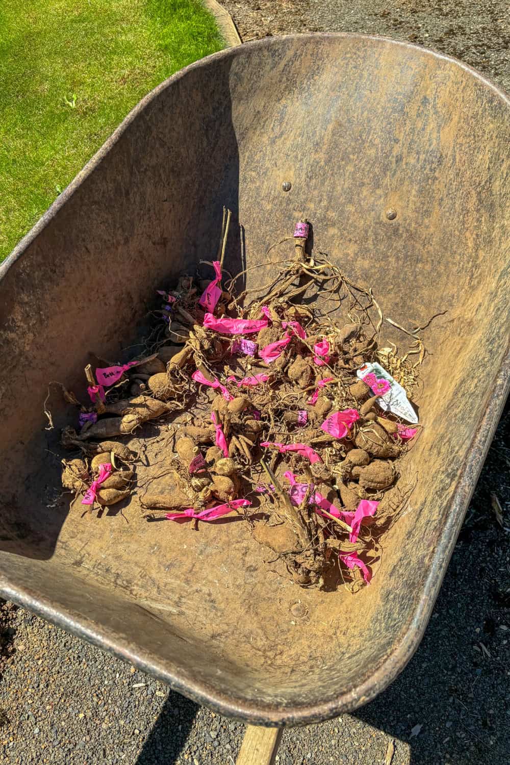 planting dahlias arranging tubers in wheelbarrow