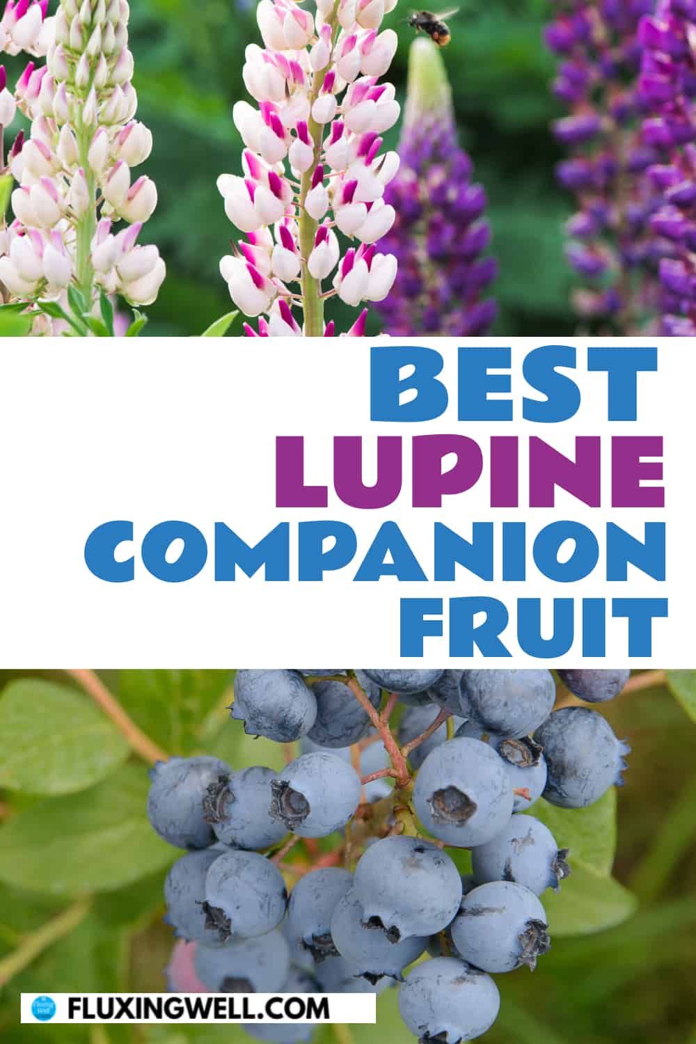 best lupine companion fruit