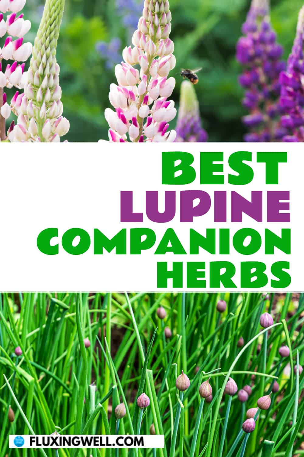 best lupine companion herbs