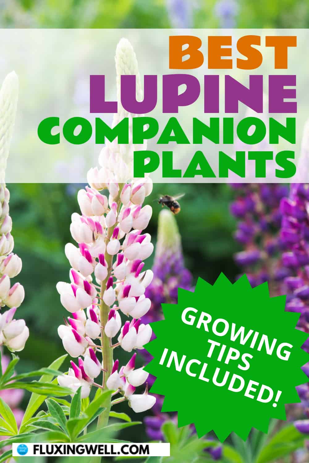 best lupine companion plants