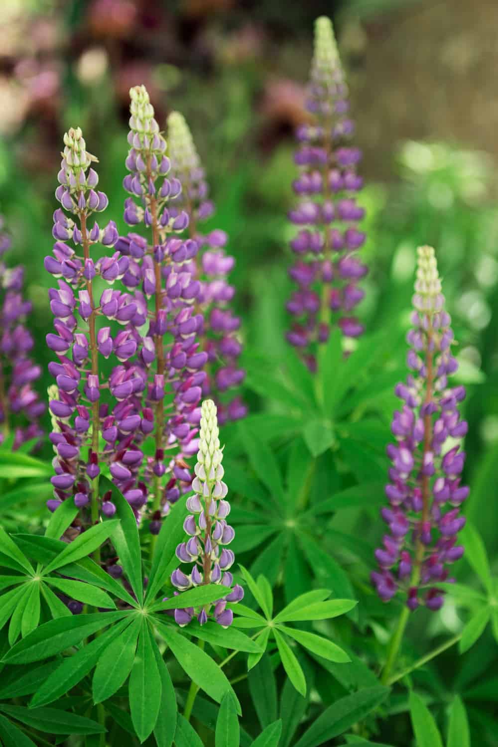 best lupine companion plants lupine growing