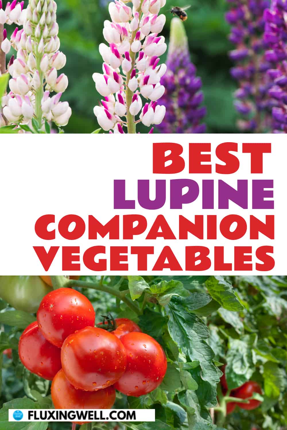 best lupine companion vegetables