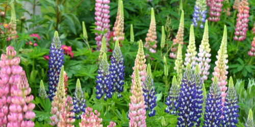 lupine companion plants