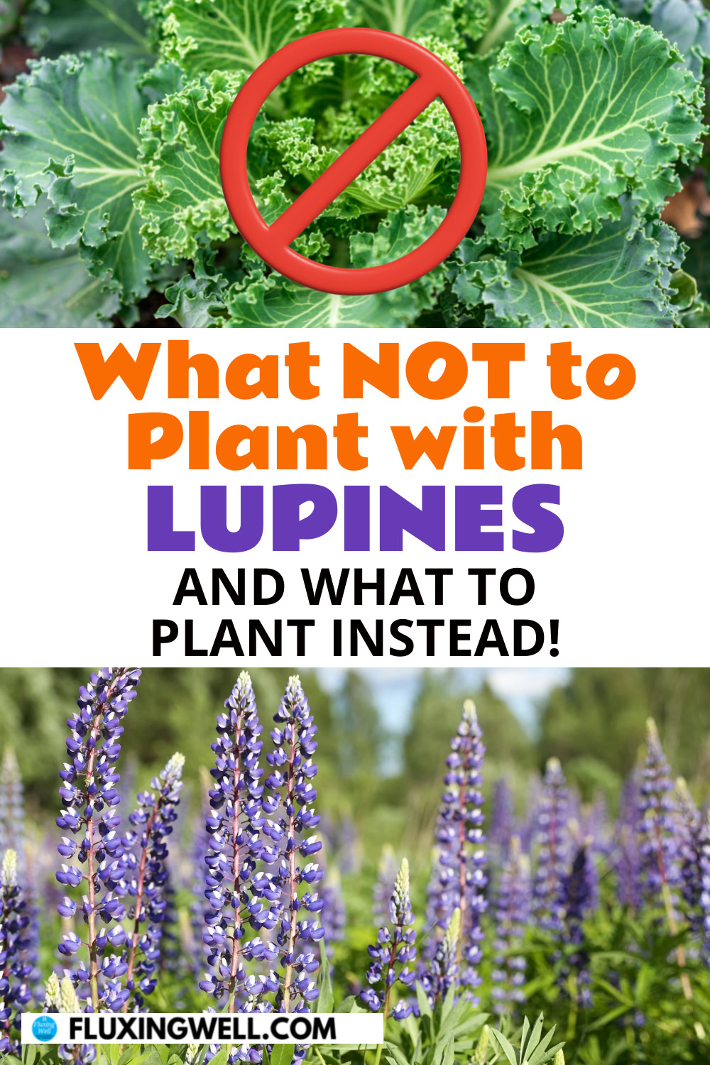 what not to plant with lupines: kale and a prohibited sign