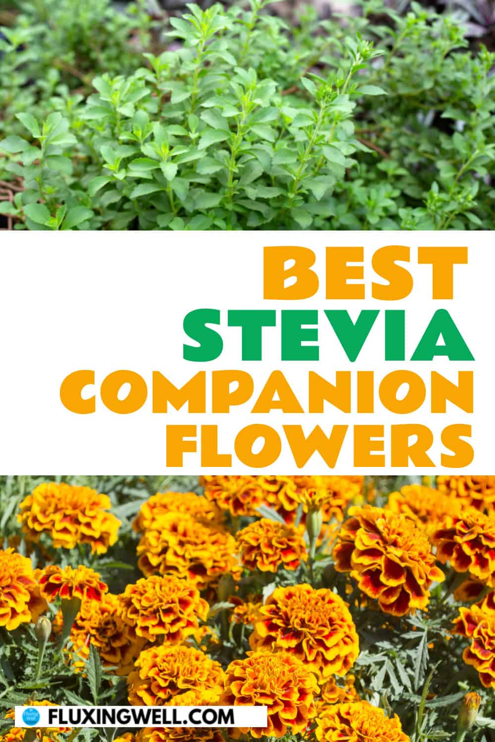 best stevia companion plants flowers