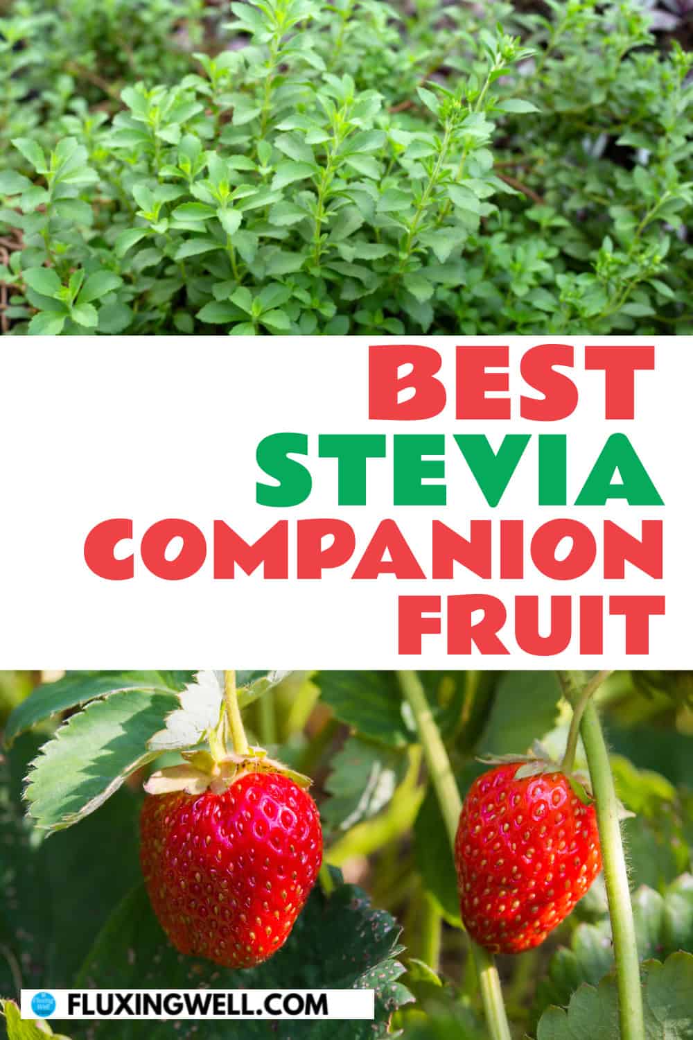 best stevia companion plants fruit