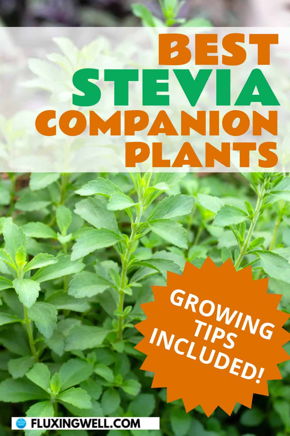 best stevia companion plants