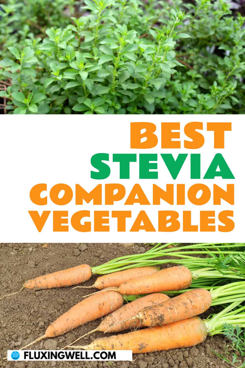 best stevia companion plants vegetables