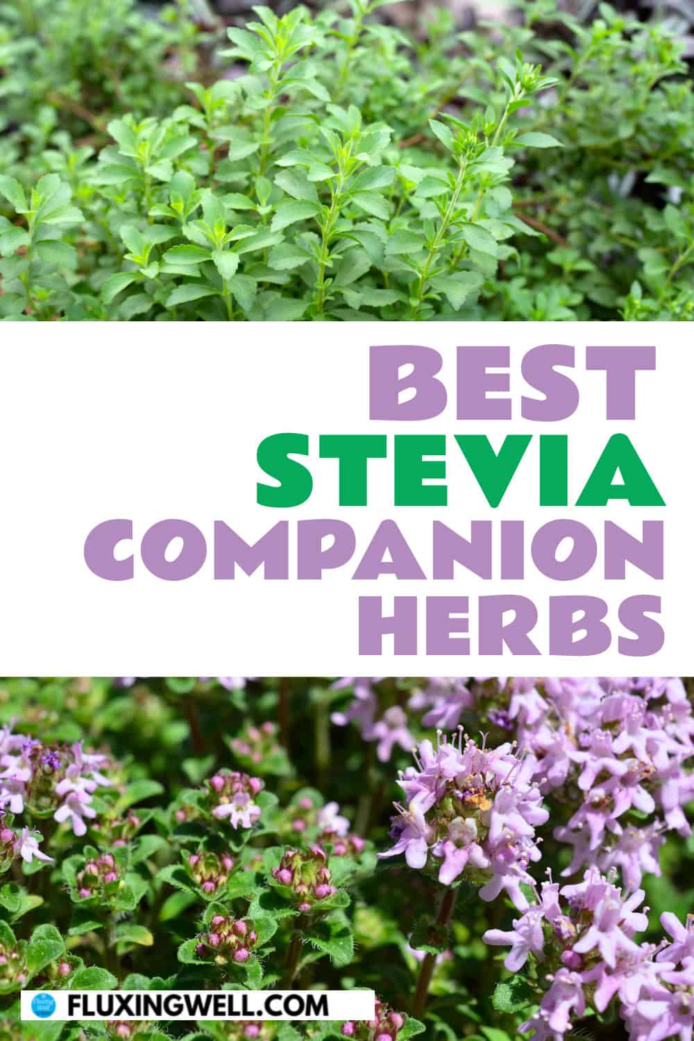 stevia companion plants herbs