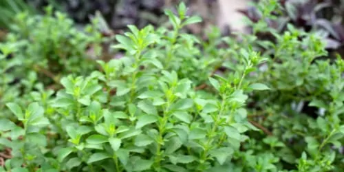 stevia companion plants