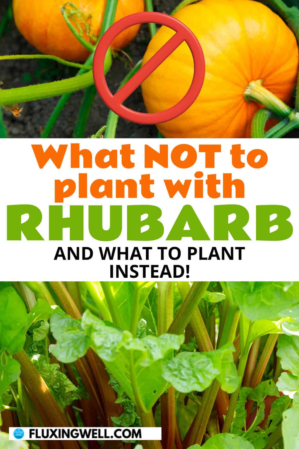 22 Best Rhubarb Companion Plants (and 6 to Avoid) - Fluxing Well