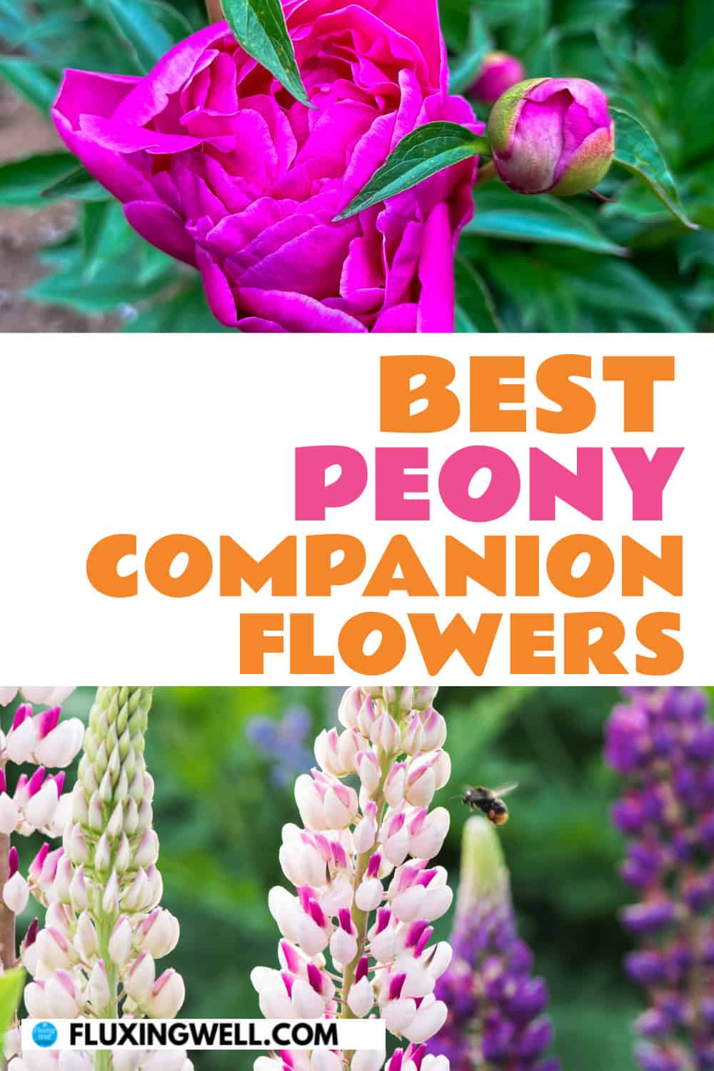 peony companion plants best peony companion flowers