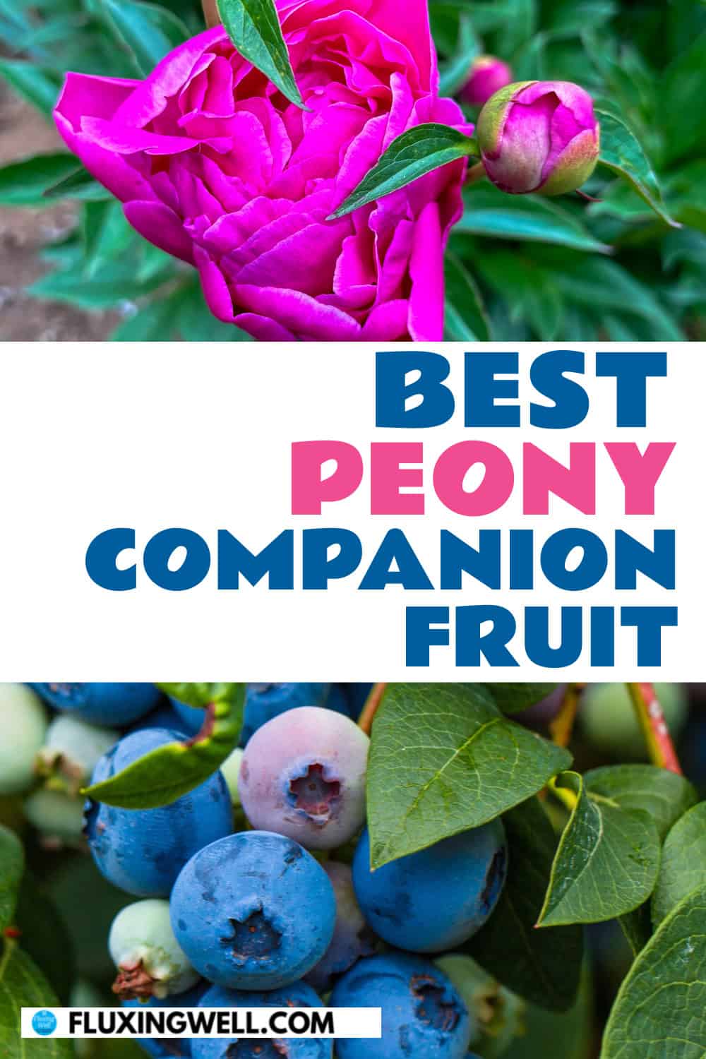 peony companion plants best peony companion fruit