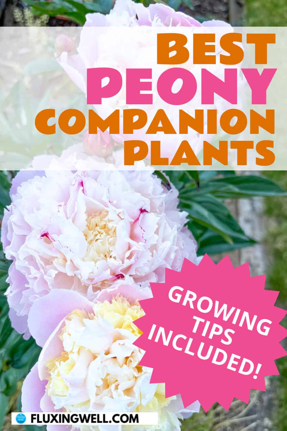 best peony companion plants