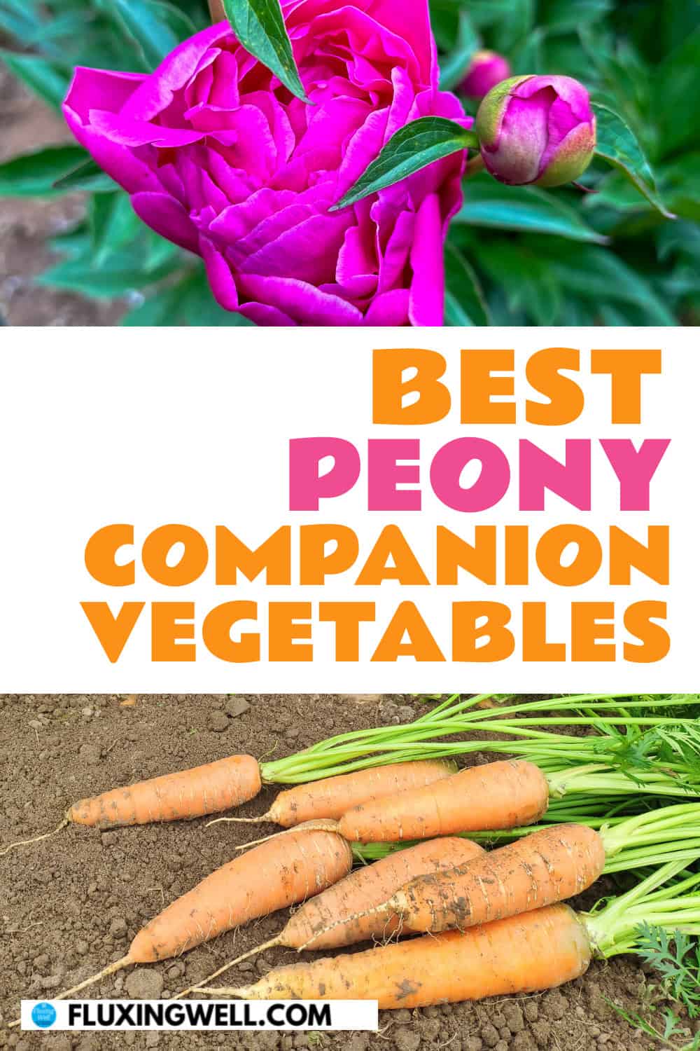 peony companion plants best peony companion vegetables