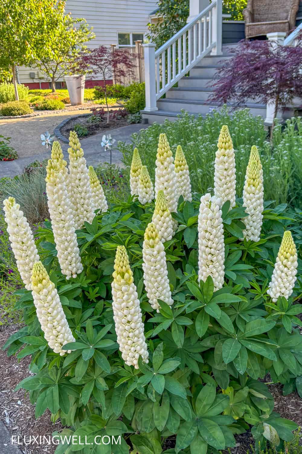 deer resistant flowers white lupine