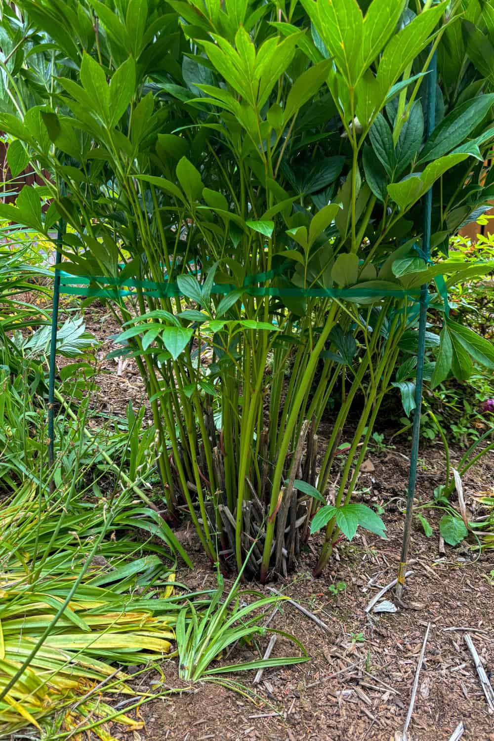 Peony companion plants peonies after staking